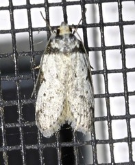 Philobota transversella