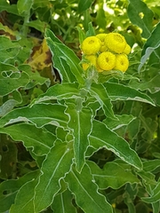 Helichrysum foetidum