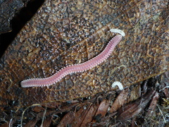 Gosodesmus claremontus