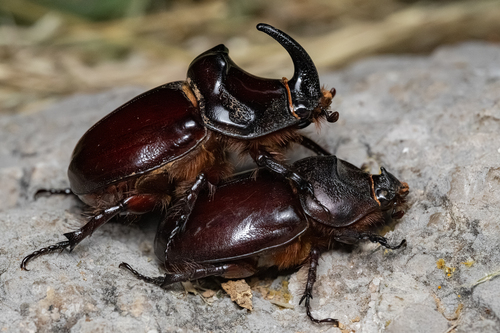Scarabeo rinoceronte