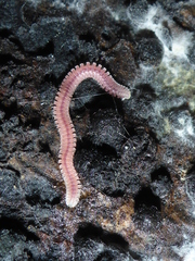 Gosodesmus claremontus