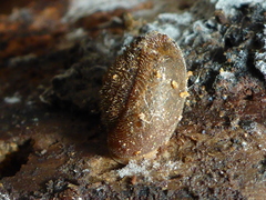 Vespericola armigera