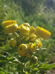 Helichrysum foetidum
