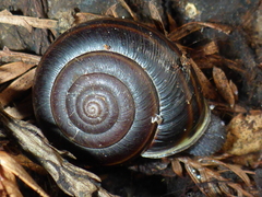 Helminthoglypta sequoicola