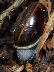 Helminthoglypta sequoicola