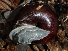 Helminthoglypta sequoicola