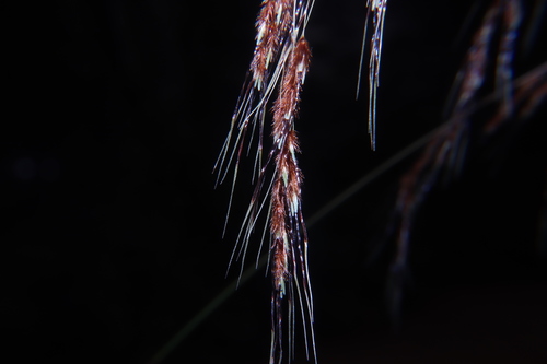 Sorghum trichocladum
