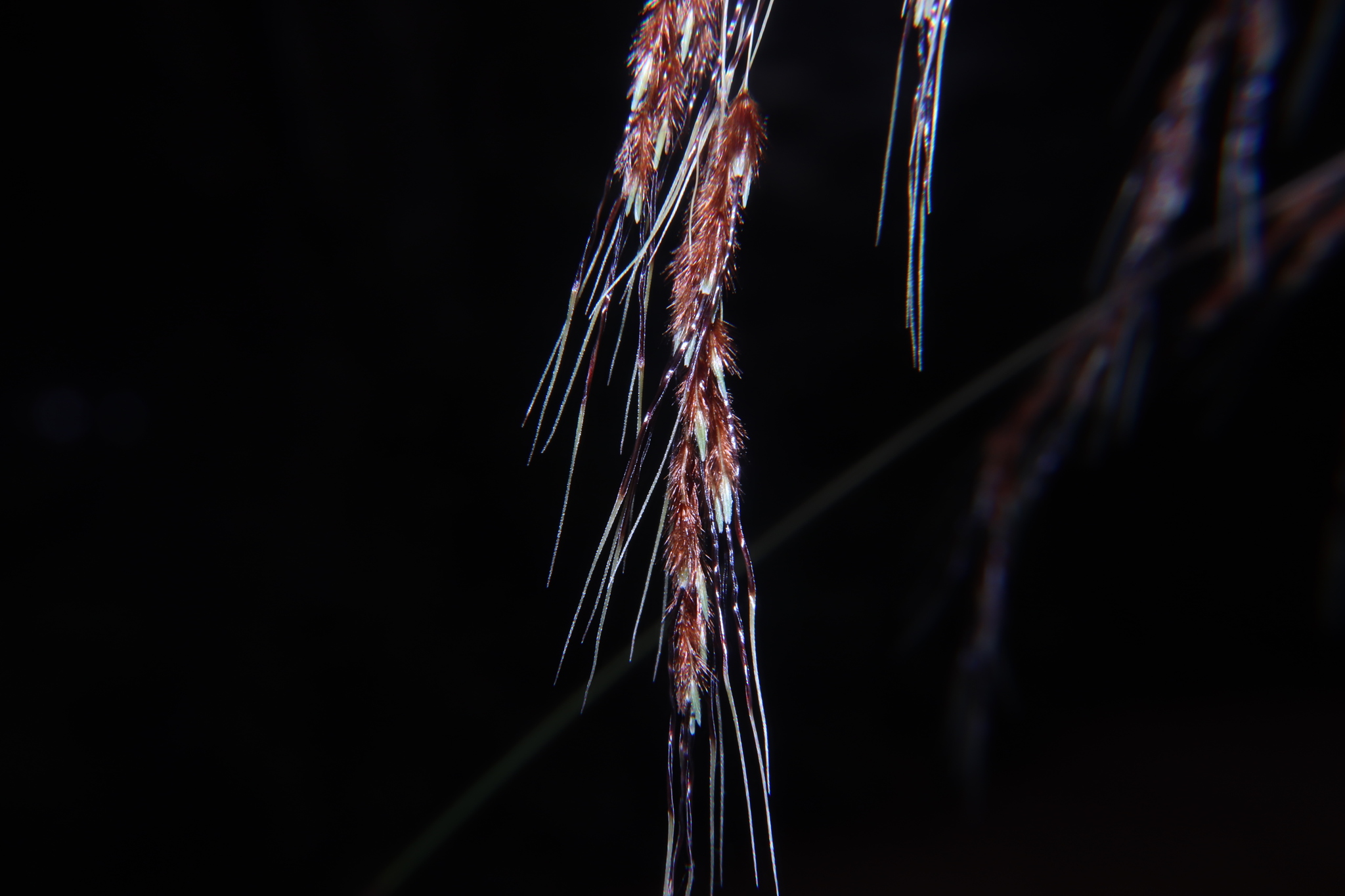 Sorghum trichocladum