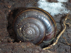Helminthoglypta sequoicola