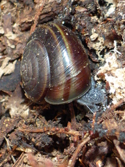 Helminthoglypta sequoicola