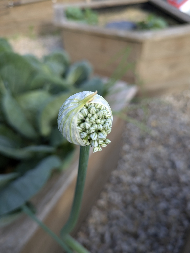 Allium cepa