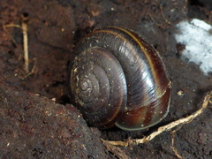 Helminthoglypta sequoicola