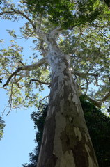 Eucalyptus propinqua