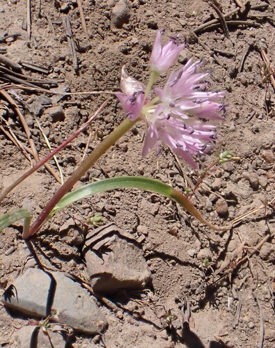 Lemmon's onion (Allium lemmonii)