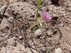 Allium lemmonii, photograph author not stated, no rights reserved