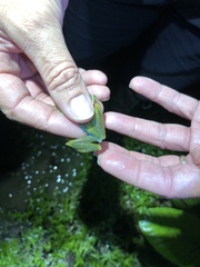 Zhangixalus dulitensis