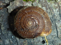 Vespericola armigera