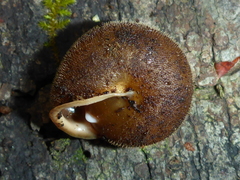 Vespericola armigera