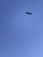 Haliaeetus leucogaster