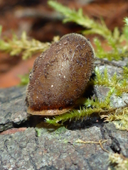 Vespericola armigera
