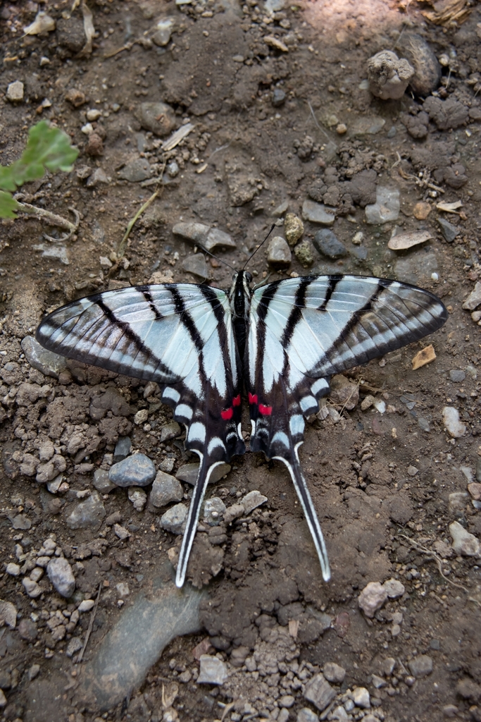 Protographium epidaus