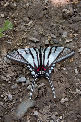 Protographium epidaus