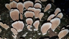 Violet-toothed polypore (Trichaptum biforme)
