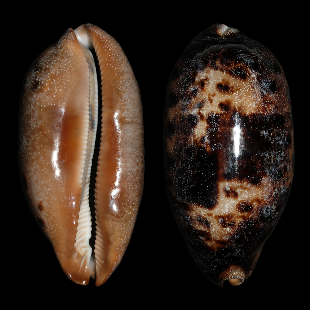 Tortoise Cowries