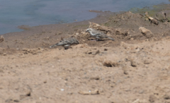 Crithagra reichenowi