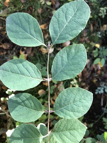 Lonicera × xylosteoides, photograph 3