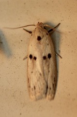 Scythropiodes issikii