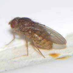 Drosophila repleta