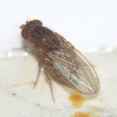Drosophila repleta