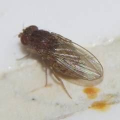 Drosophila repleta