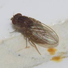 Drosophila repleta