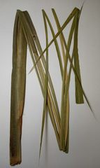 Zizania latifolia