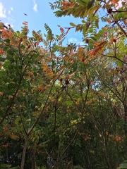 Rhus typhina