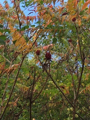 Rhus typhina