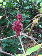 Rhus typhina