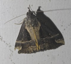 Dichromia quinqualis