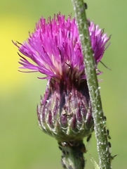 Cirsium pannonicum