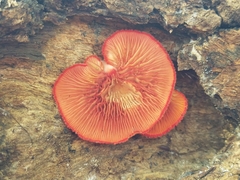 Crepidotus cinnabarinus