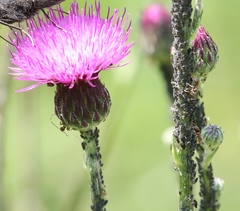 Cirsium pannonicum