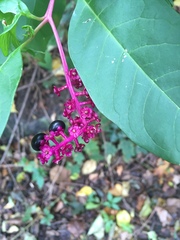 Phytolacca americana