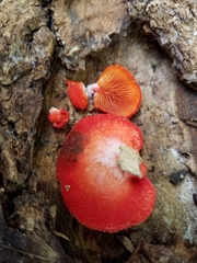 Crepidotus cinnabarinus
