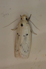 Scythropiodes issikii