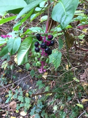 Phytolacca americana