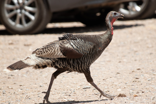 Wild Turkey photographed in Arizona
