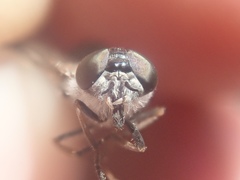 Apatolestes