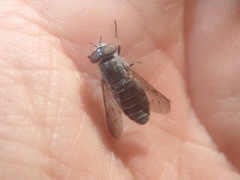 Apatolestes